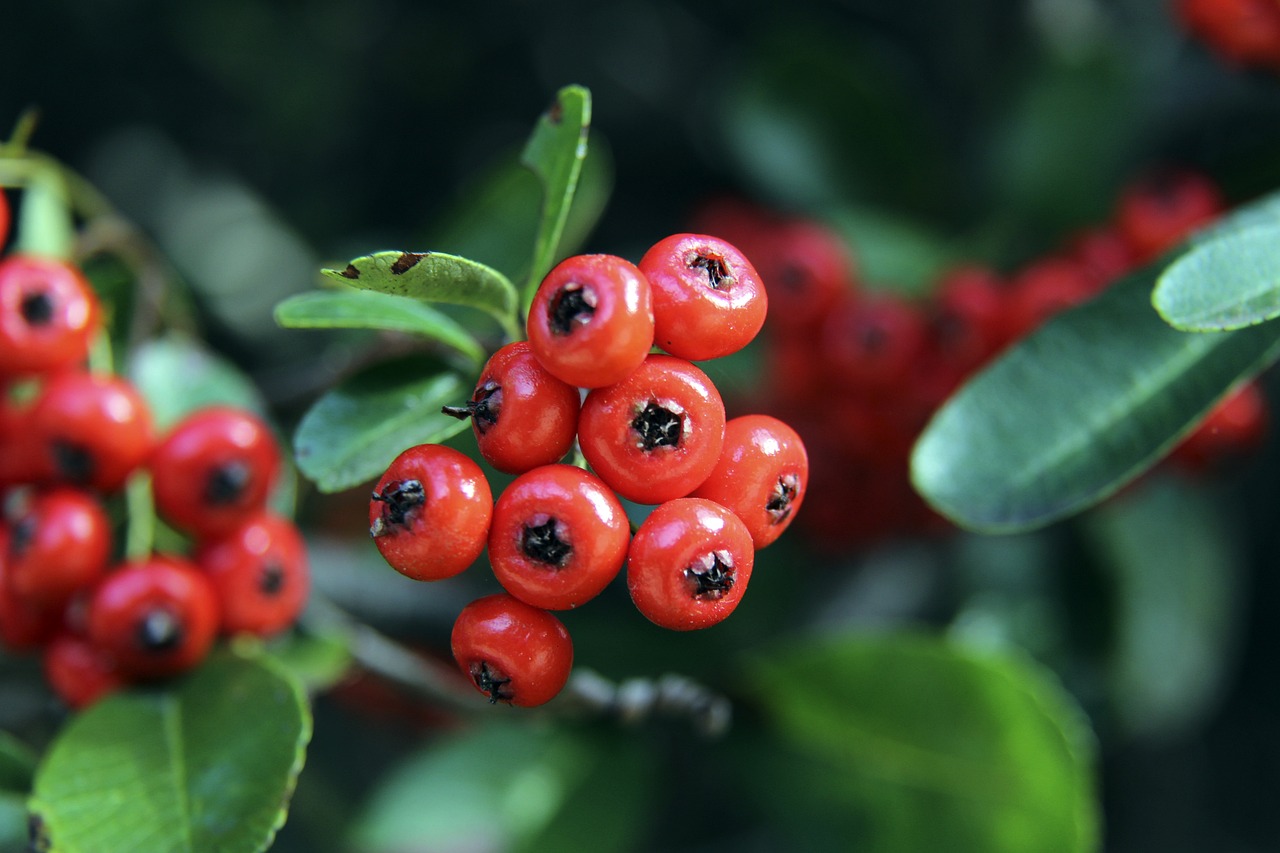 拒絕了多家 拒絕了多家