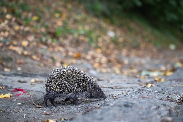 转了比分 转了比分
